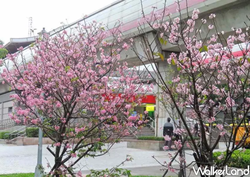 台北櫻花步道 / WalkerLand窩客島整理提供 未經許可不可轉載