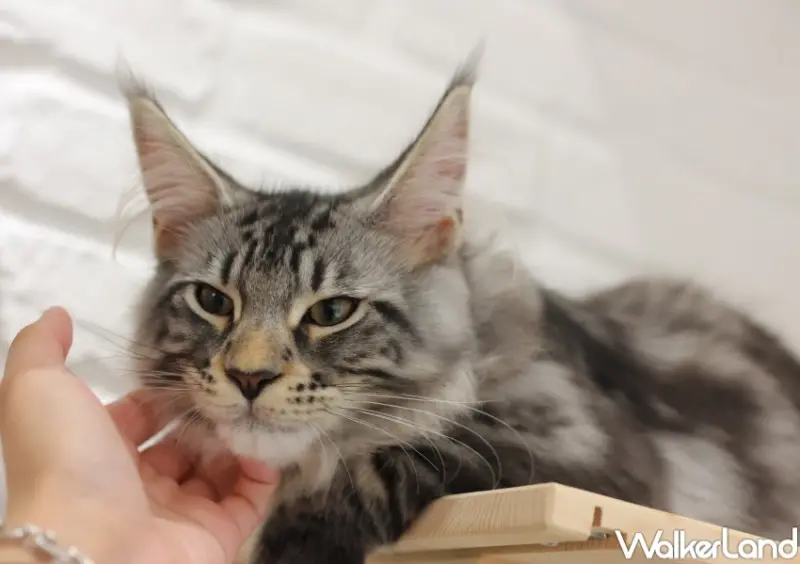 紅玥緬因貓咖啡藝廊 / WalkerLand窩客島提供 未經許可，不得轉載