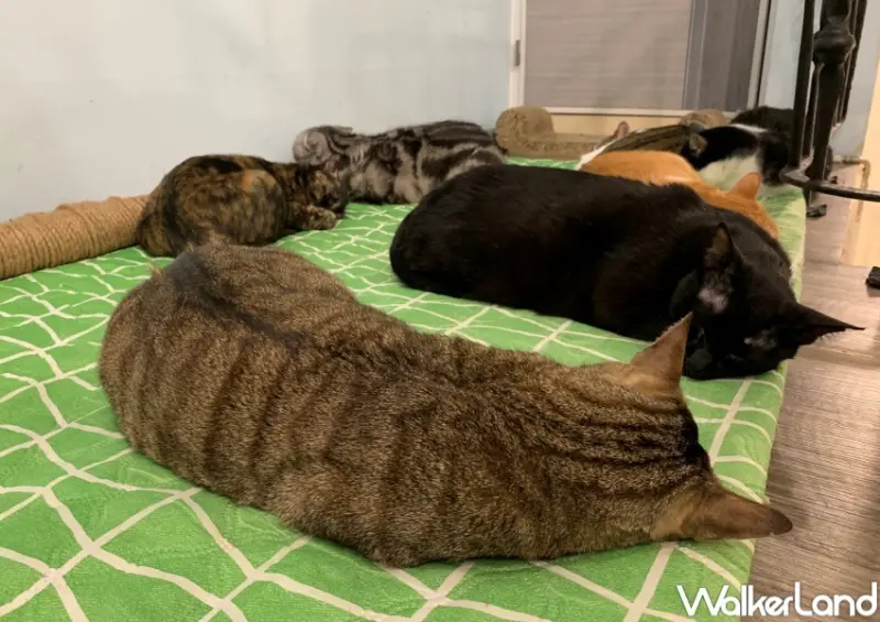 FunLife - Gelato 。Cats 。Cafe 中途貓餐廳 / WalkerLand窩客島提供 未經許可，不得轉載
