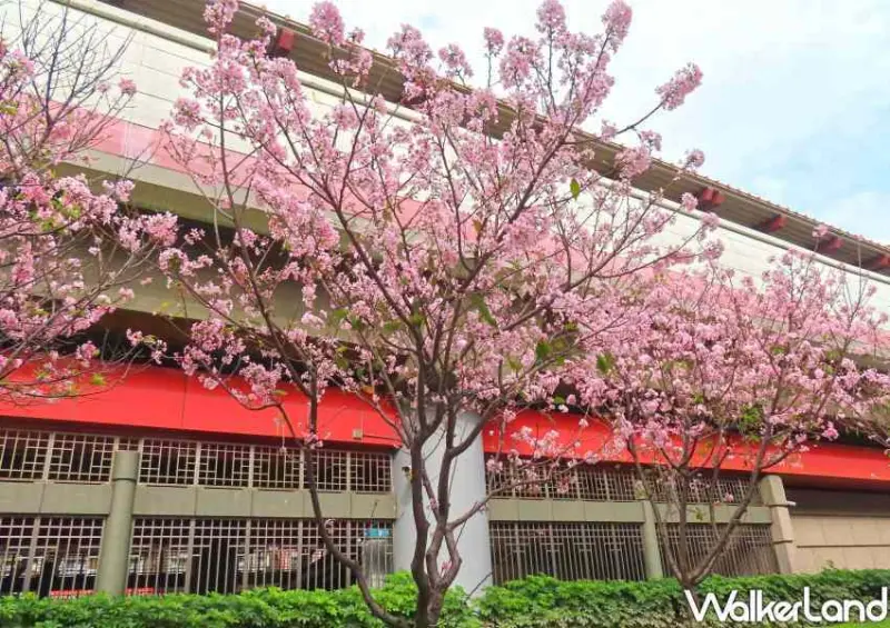 台北櫻花步道 / WalkerLand窩客島整理提供 未經許可不可轉載