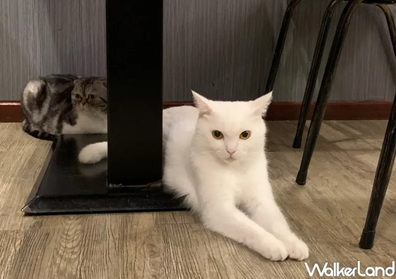 和貓咪有約 / WalkerLand窩客島提供 未經許可，不得轉載