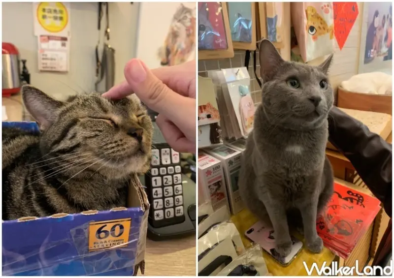 貓欸Camulet / WalkerLand窩客島提供 未經許可，不得轉載