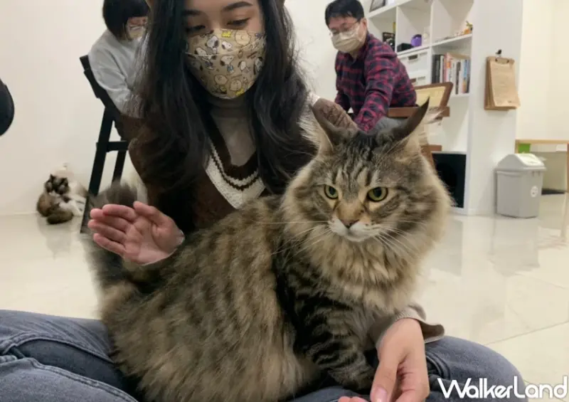 貓隱村 / WalkerLand窩客島提供 未經許可，不得轉載