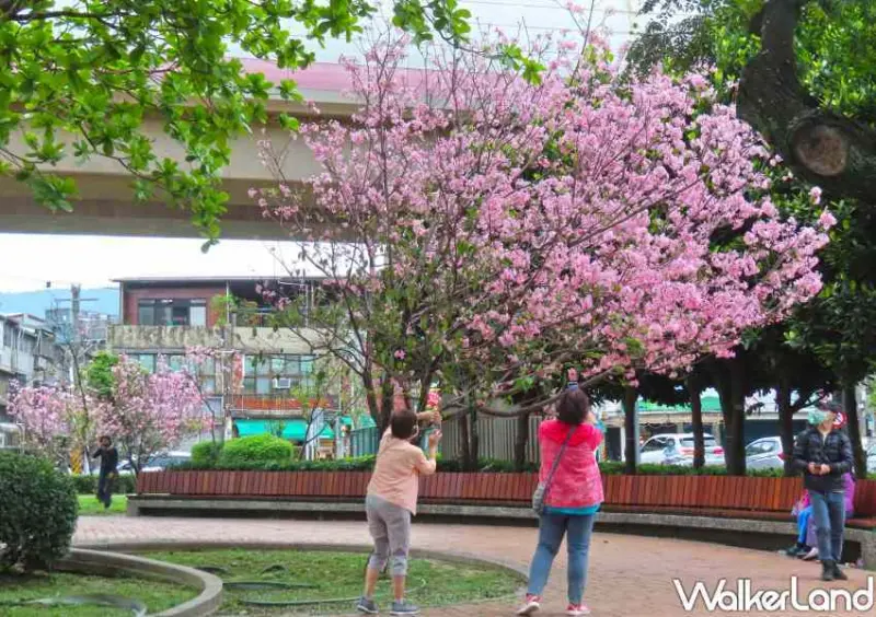 台北櫻花步道 / WalkerLand窩客島整理提供 未經許可不可轉載