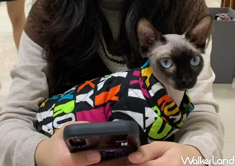 貓隱村 / WalkerLand窩客島提供 未經許可，不得轉載