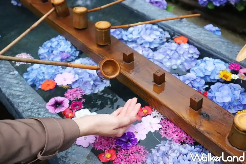 薰衣草森林 繡球花賞 復古動物派對 / WalkerLand窩客島整理提供 未經許可，不得轉載