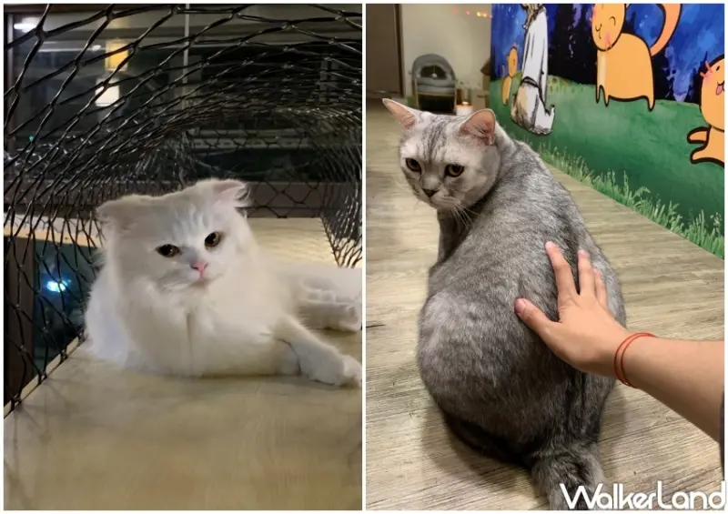 和貓咪有約 / WalkerLand窩客島提供 未經許可，不得轉載