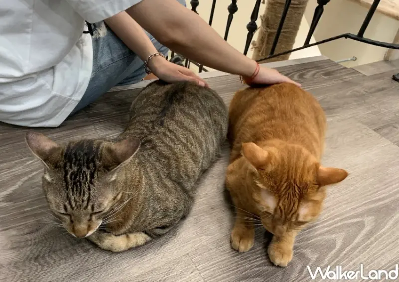 FunLife - Gelato 。Cats 。Cafe 中途貓餐廳 / WalkerLand窩客島提供 未經許可，不得轉載