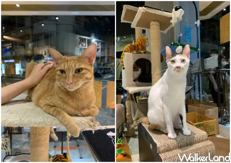 貓那邊 / WalkerLand窩客島提供 未經許可，不得轉載