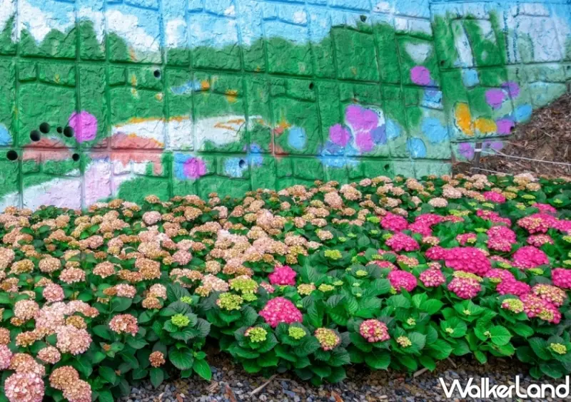 2022桃園繡球花季 / WalkerLand窩客島整理提供 未經許可不可轉載