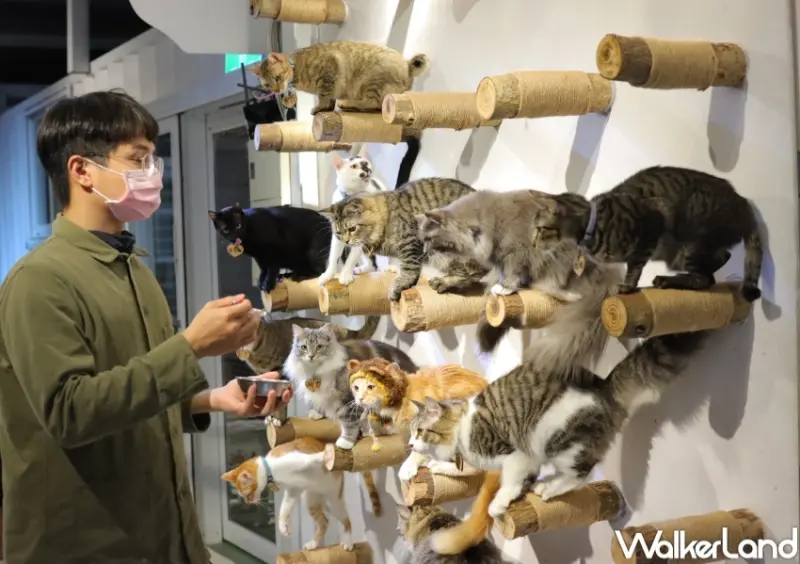 貓谷 / WalkerLand窩客島提供 未經許可，不得轉載