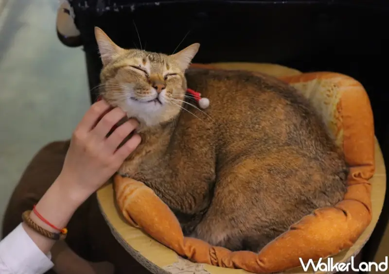 Toast Chat / WalkerLand窩客島提供 未經許可，不得轉載