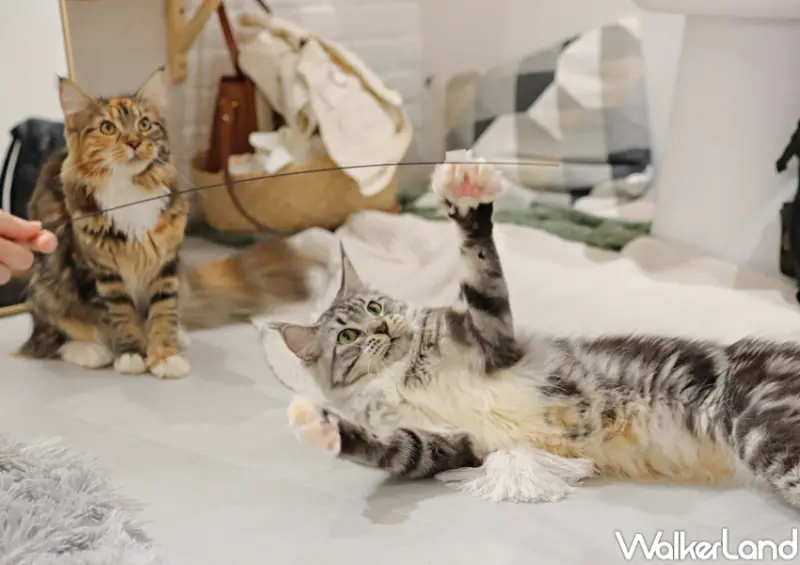 紅玥緬因貓咖啡藝廊 / WalkerLand窩客島提供 未經許可，不得轉載