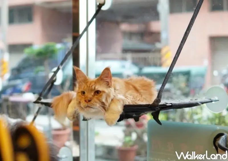 緬因貓泡茶聚會 / WalkerLand窩客島提供 未經許可，不得轉載