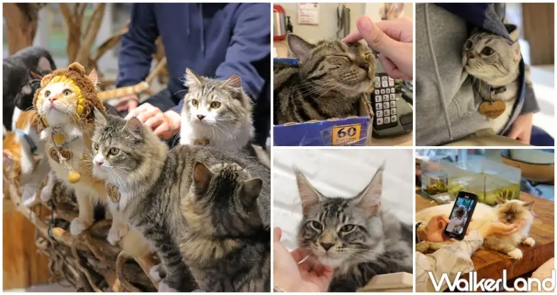 雙北9間貓咪咖啡廳 / WalkerLand窩客島提供 未經許可，不得轉載
