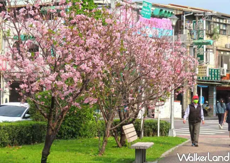 台北櫻花步道 / WalkerLand窩客島整理提供 未經許可不可轉載