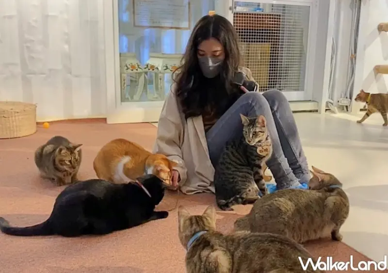 貓谷 / WalkerLand窩客島提供 未經許可，不得轉載