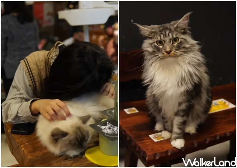 緬因貓泡茶聚會 / WalkerLand窩客島提供 未經許可，不得轉載