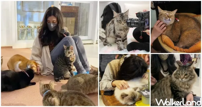 雙北9間貓咪咖啡廳 / WalkerLand窩客島提供 未經許可，不得轉載