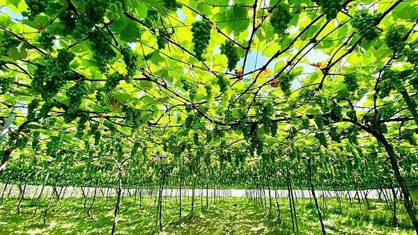 彰化免費景點：路葡萄隧道休閒農場 / WalkerLand窩客島整理提供 未經許可不可轉載