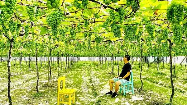 彰化免費景點：路葡萄隧道休閒農場 / WalkerLand窩客島整理提供 未經許可不可轉載