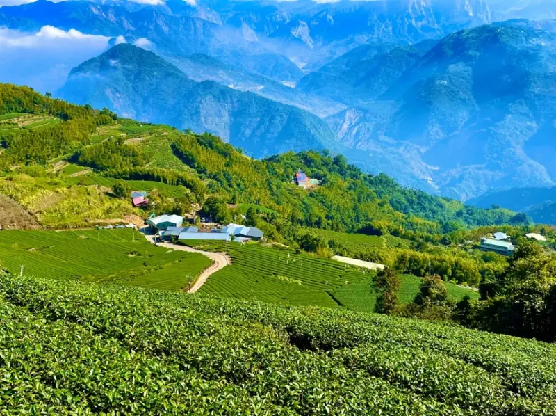 嘉義梅山景點推薦：二尖山休閒茶園