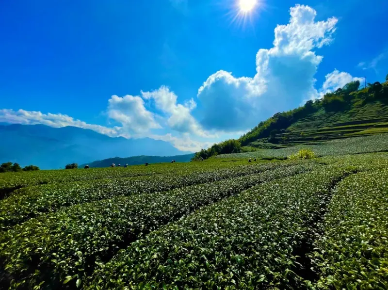 嘉義梅山景點推薦：二尖山休閒茶園