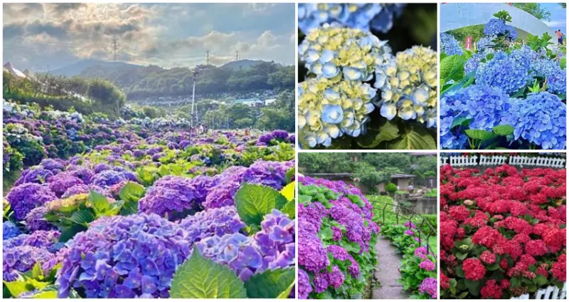 賞繡球花就趁現在！雙北7個絕美「繡球花海景點」攻略清單，紫色控必拍「成熟系紫紅繡球」、萬里升級版「高家繡球花田」，花海控手刀筆記一波。