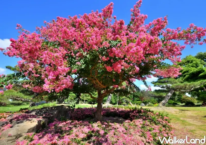 成美文化園 紫薇花季 / WalkerLand窩客島整理提供 未經許可，不得轉載