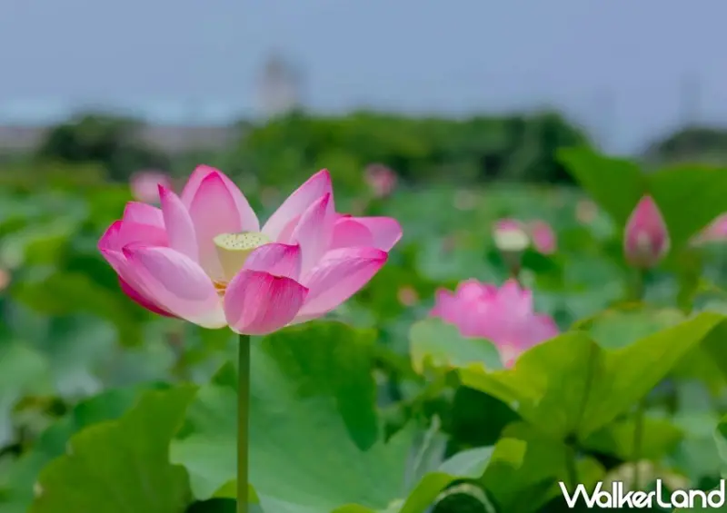 新北荷花季 / WalkerLand窩客島整理提供 未經許可不可轉載