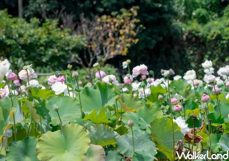 新北荷花季 / WalkerLand窩客島整理提供 未經許可不可轉載