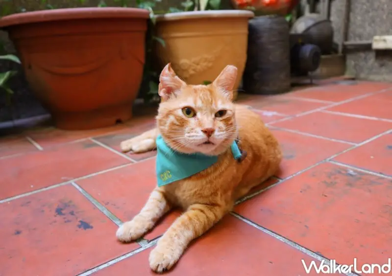 黑松airC&C / WalkerLand窩客島提供 未經許可，不得轉載