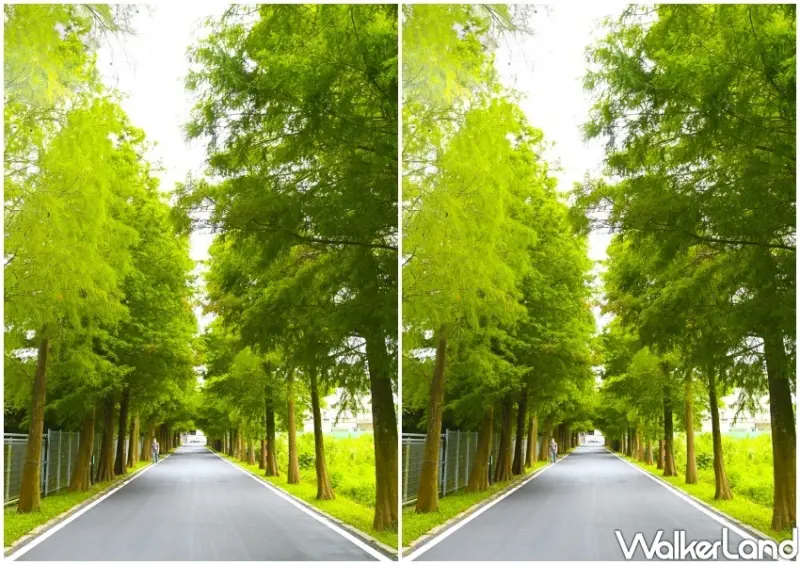 大溪「落羽松公園」 / WalkerLand窩客島整理提供 未經許可不可轉載