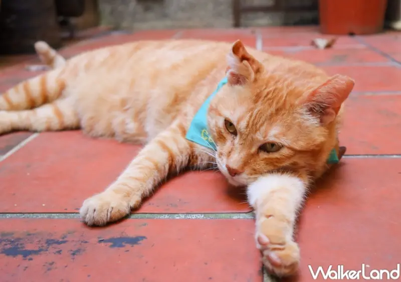 黑松airC&C / WalkerLand窩客島提供 未經許可，不得轉載