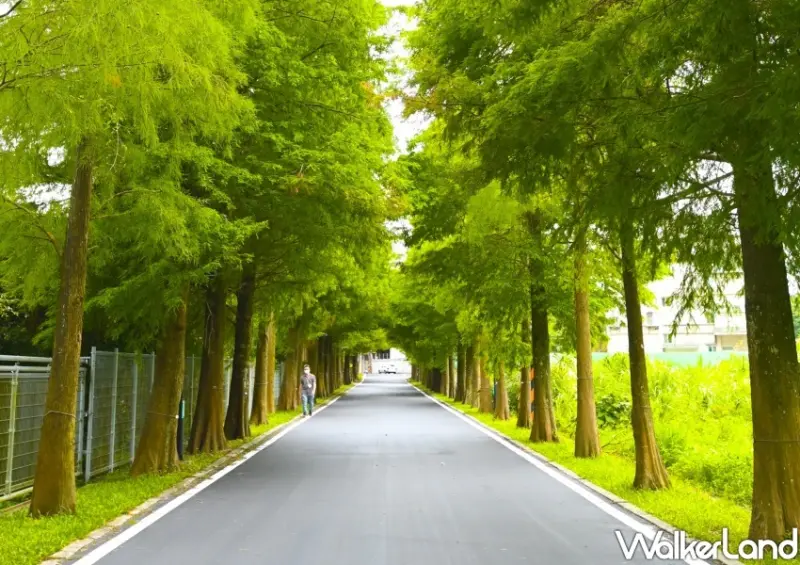 大溪「落羽松公園」 / WalkerLand窩客島整理提供 未經許可不可轉載