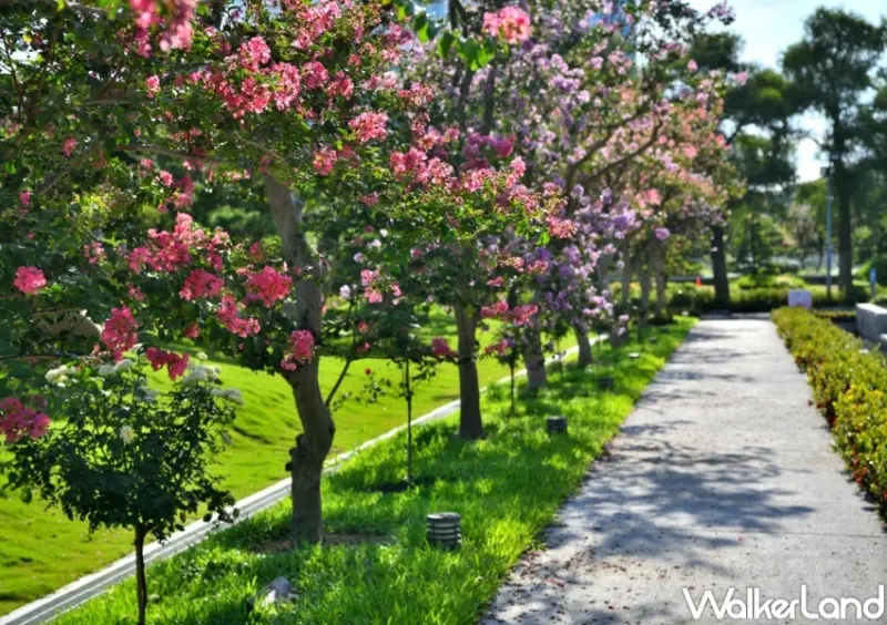 成美文化園 紫薇花季 / WalkerLand窩客島整理提供 未經許可，不得轉載