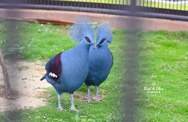 九九峰動物樂園 / 部落客「Nini and Blue 玩樂食記」提供 未經許可，不得轉載