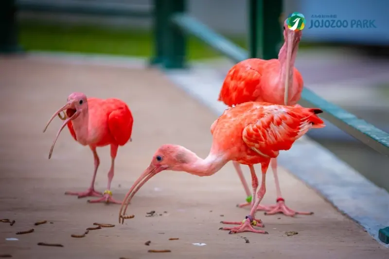 九九峰動物樂園 / WalkerLand窩客島整理提供 未經許可，不得轉載