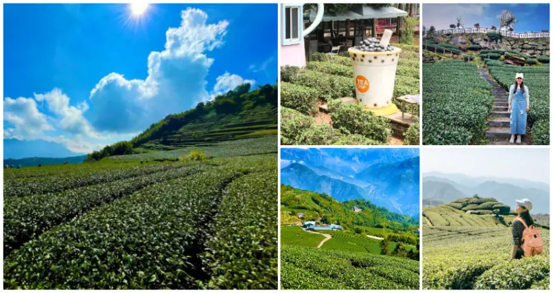 茶園步道超療癒！7個隱藏版「絕美秘境茶園」假日衝一波，高跟鞋也能走「緩坡茶園步道」、宛如拍片「地毯式茶園」，隨便拍都是專業網美。