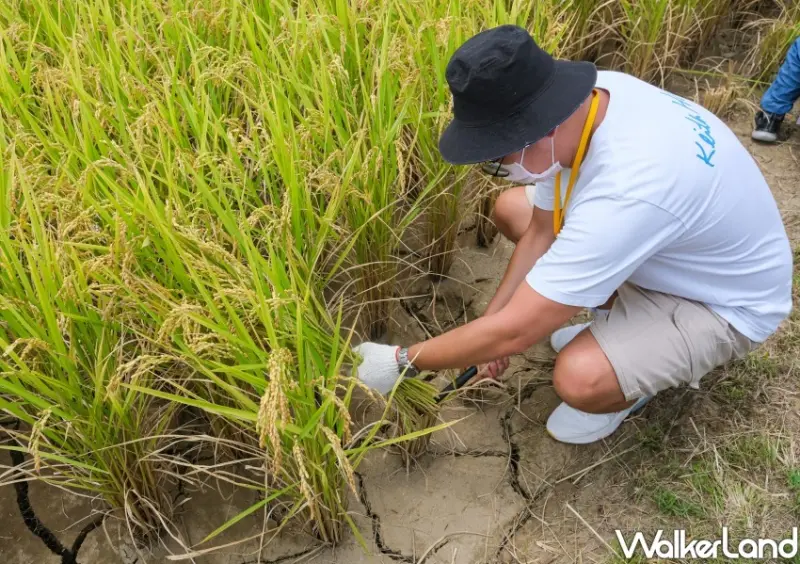北投景點、市集「關渡那麼田」 / WalkerLand窩客島整理提供 未經許可不可轉載