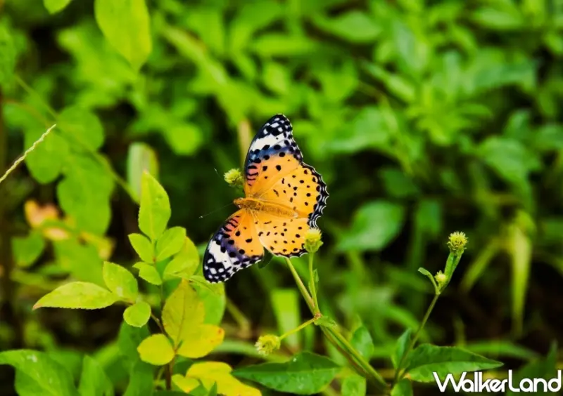 新北景點「舊三貂嶺隧道」 / WalkerLand窩客島整理提供 未經許可不可轉載