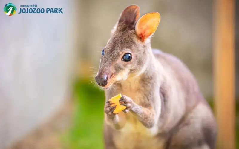 九九峰動物樂園 / WalkerLand窩客島整理提供 未經許可，不得轉載