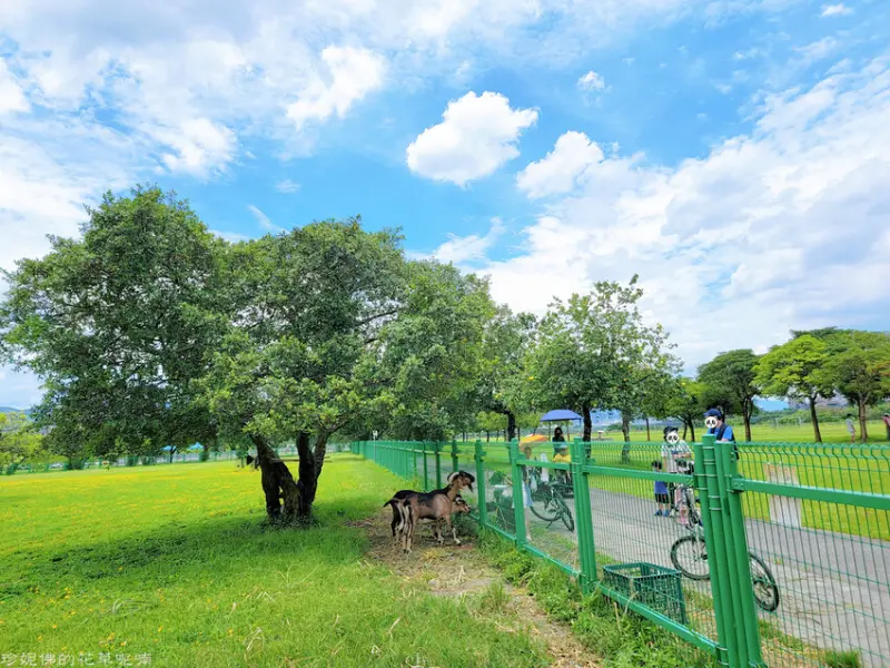 【新北市板橋區】浮洲藝術河濱公園親子單車遊▶浮洲羊舍｜浮州寵物公園｜浮洲遊戲場｜濕地賞荷｜新月橋