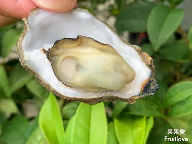 北台灣想吃帶殼牡蠣來這就對了