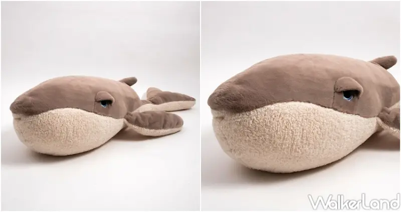 HOLA海洋系產品 / WalkerLand窩客島整理提供 未經許可，不得轉載