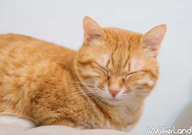 國際貓咪日「橘貓特性」 / WalkerLand窩客島整理提供 未經許可不可轉載