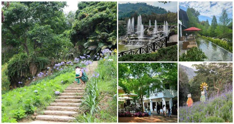 走訪新社療癒系景點！台中7個「新社打卡景點」搶拍一波，秒殺記憶體「繡球花步道」、20分鐘登頂「綠蔭小百岳」，台中美翻仙境一次拍滿。