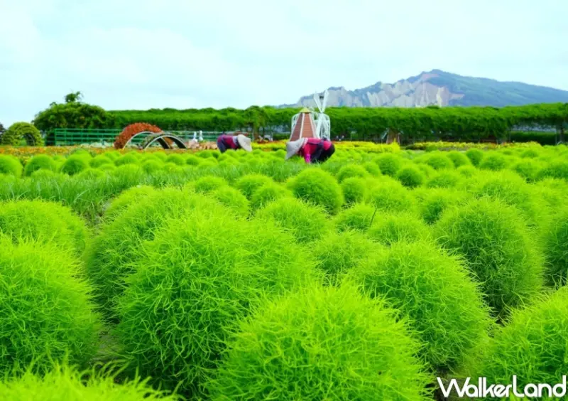 中社觀光花市 / WalkerLand窩客島整理提供 未經許可，不得轉載