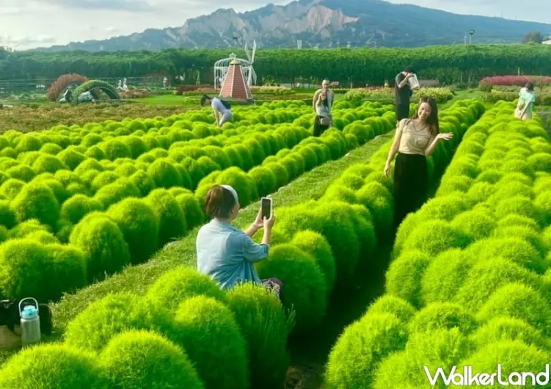 中社觀光花市 / WalkerLand窩客島整理提供 未經許可，不得轉載