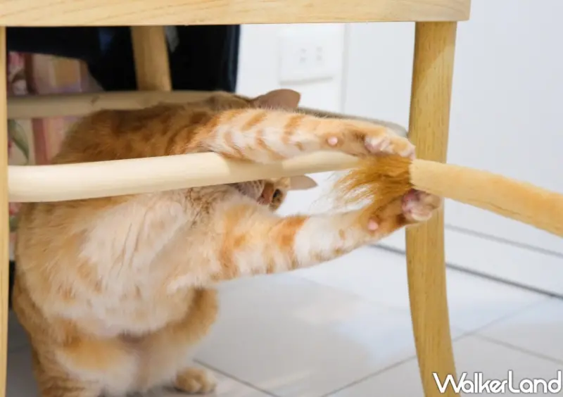 國際貓咪日「橘貓特性」 / WalkerLand窩客島整理提供 未經許可不可轉載